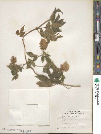 Humulus lupulus var. lupuloides image