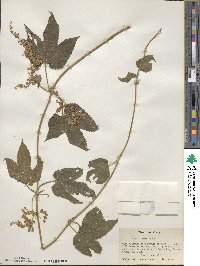 Humulus lupulus image