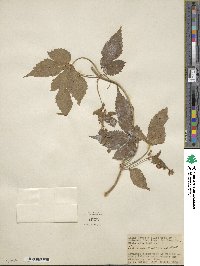 Humulus lupulus var. lupuloides image