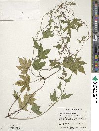 Humulus scandens image