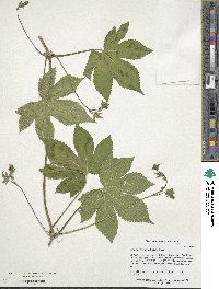 Humulus scandens image