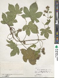 Humulus scandens image