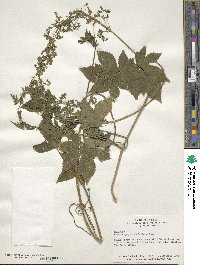 Humulus scandens image