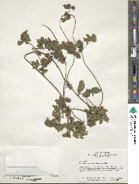 Humulus scandens image