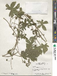 Humulus scandens image