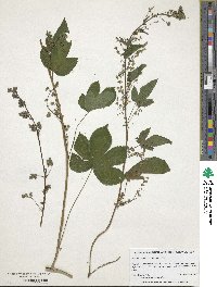 Humulus scandens image