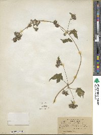 Humulus scandens image