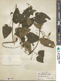 Humulus scandens image