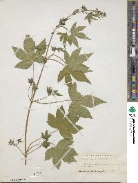 Humulus scandens image