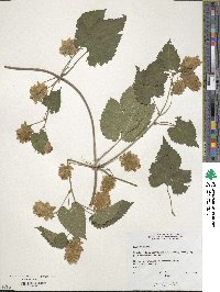 Humulus lupulus image