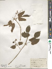 Humulus lupulus image