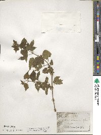 Humulus lupulus image