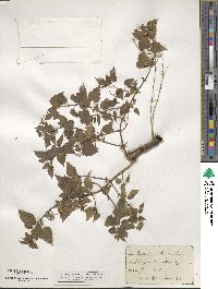 Humulus lupulus image