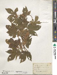 Humulus lupulus image