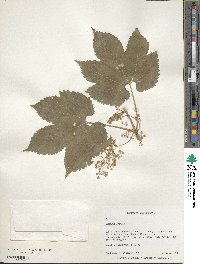 Humulus lupulus image