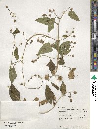 Humulus lupulus image