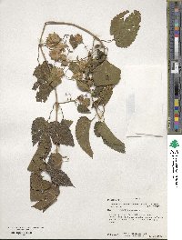 Humulus lupulus image