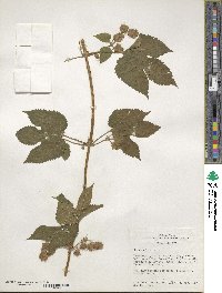 Humulus lupulus image