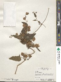 Humulus lupulus image