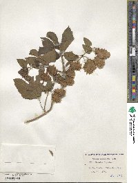 Humulus lupulus image