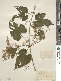 Humulus lupulus image