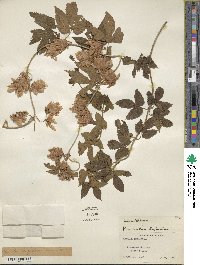 Humulus lupulus image