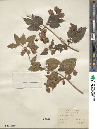 Humulus lupulus image