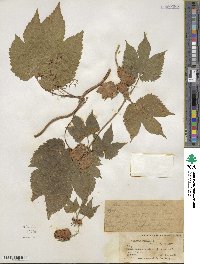 Humulus lupulus image