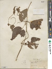 Humulus lupulus image