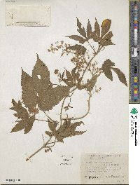 Humulus lupulus var. neomexicanus image