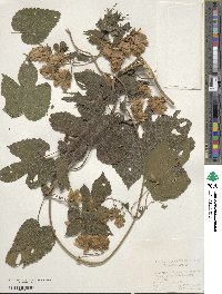 Humulus lupulus image