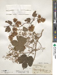 Humulus lupulus image