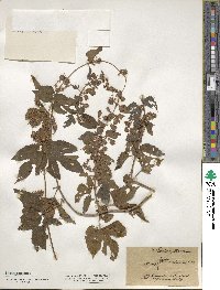 Humulus lupulus image