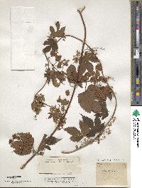 Humulus lupulus image