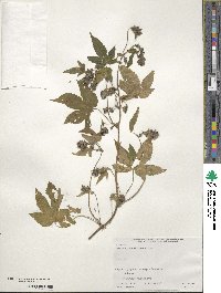 Humulus scandens image