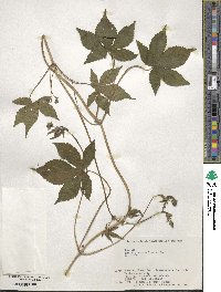 Humulus scandens image