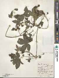 Humulus scandens image