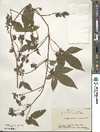 Humulus scandens image