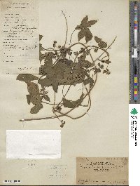 Humulus scandens image