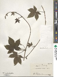 Humulus scandens image