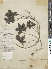 Humulus scandens image