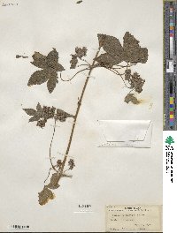 Humulus scandens image