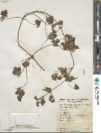 Humulus scandens image