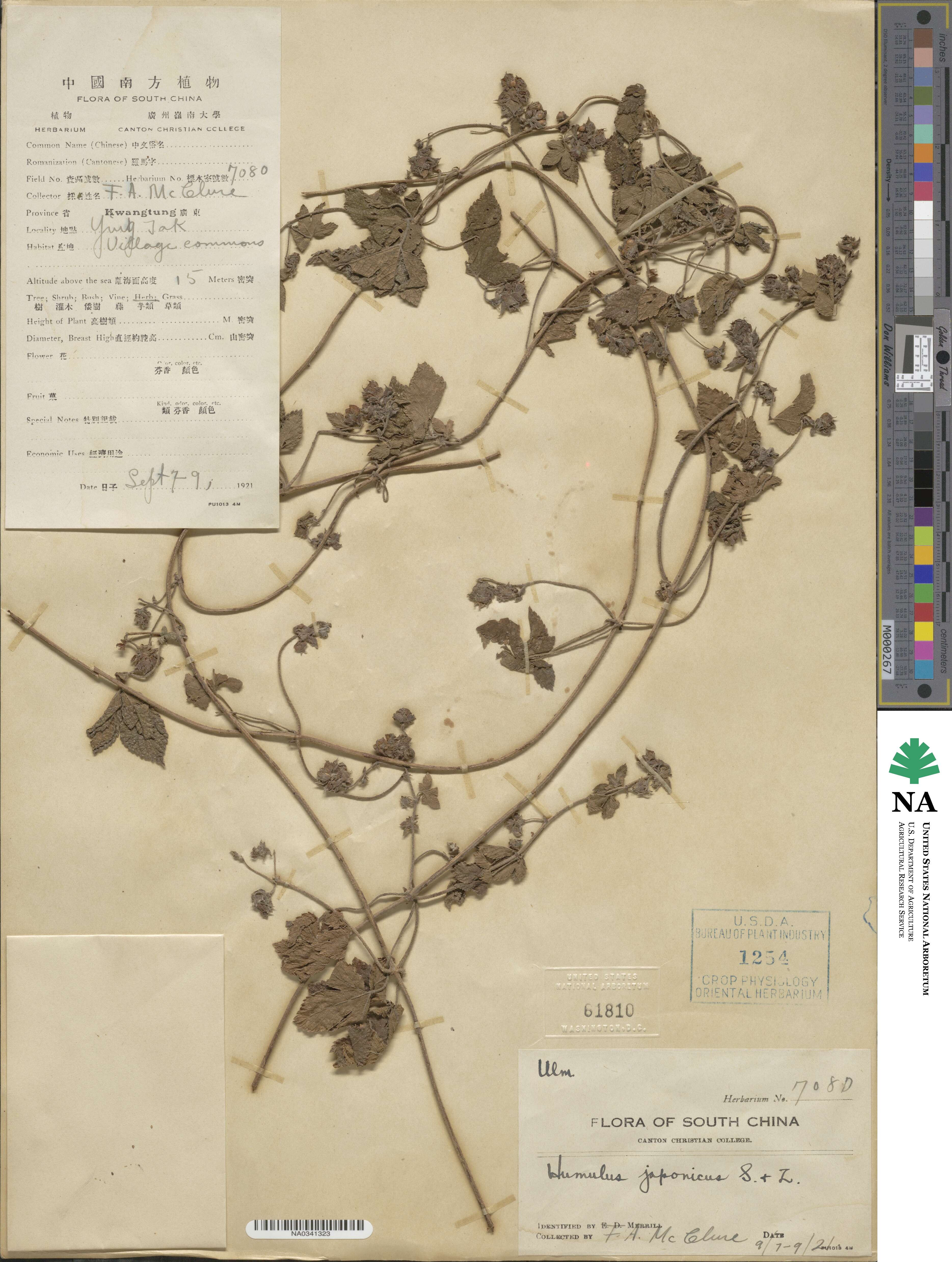 Humulus scandens image