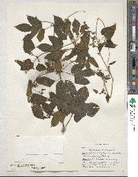 Humulus lupulus image