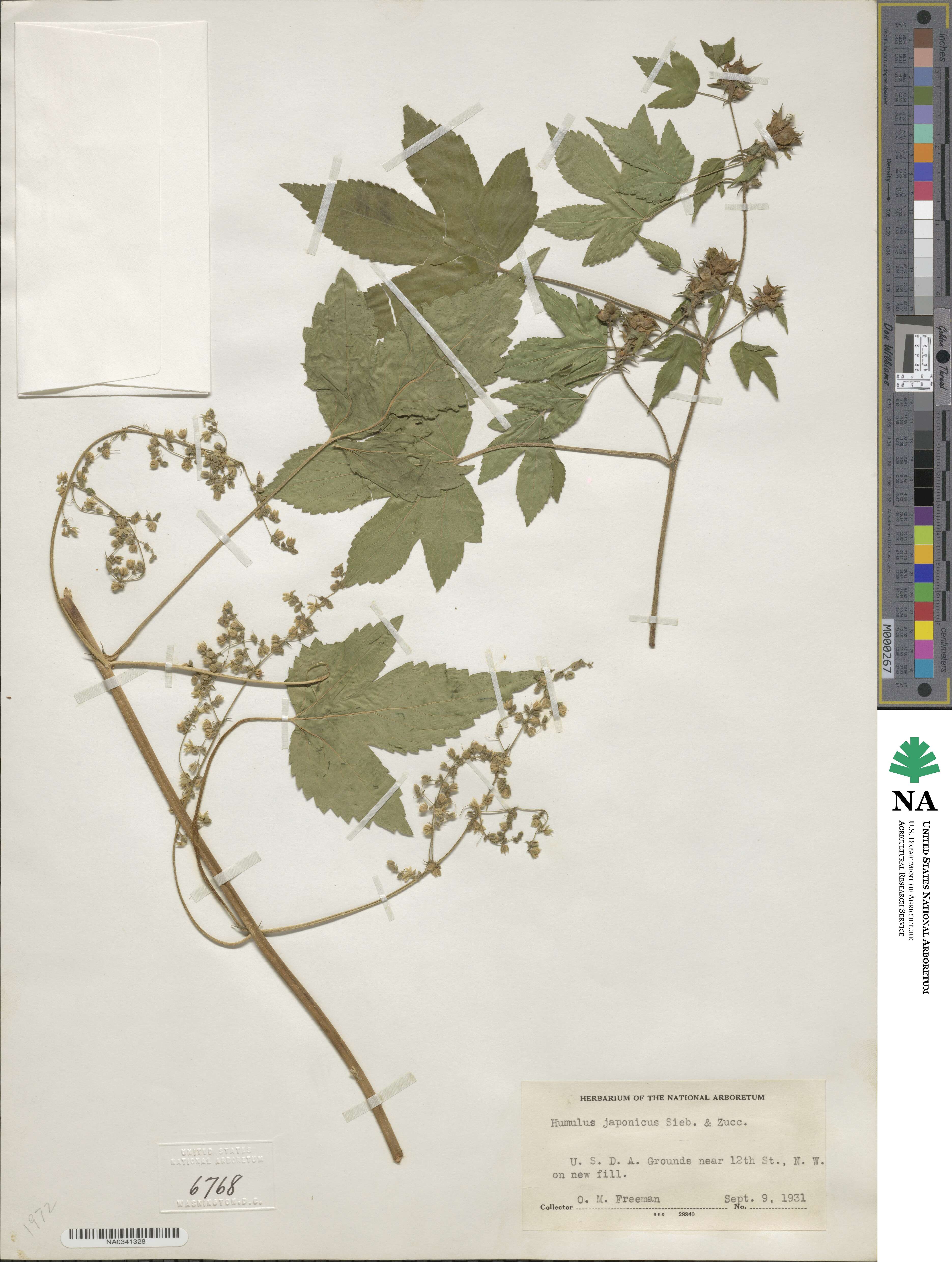 Humulus scandens image