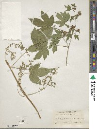 Humulus scandens image