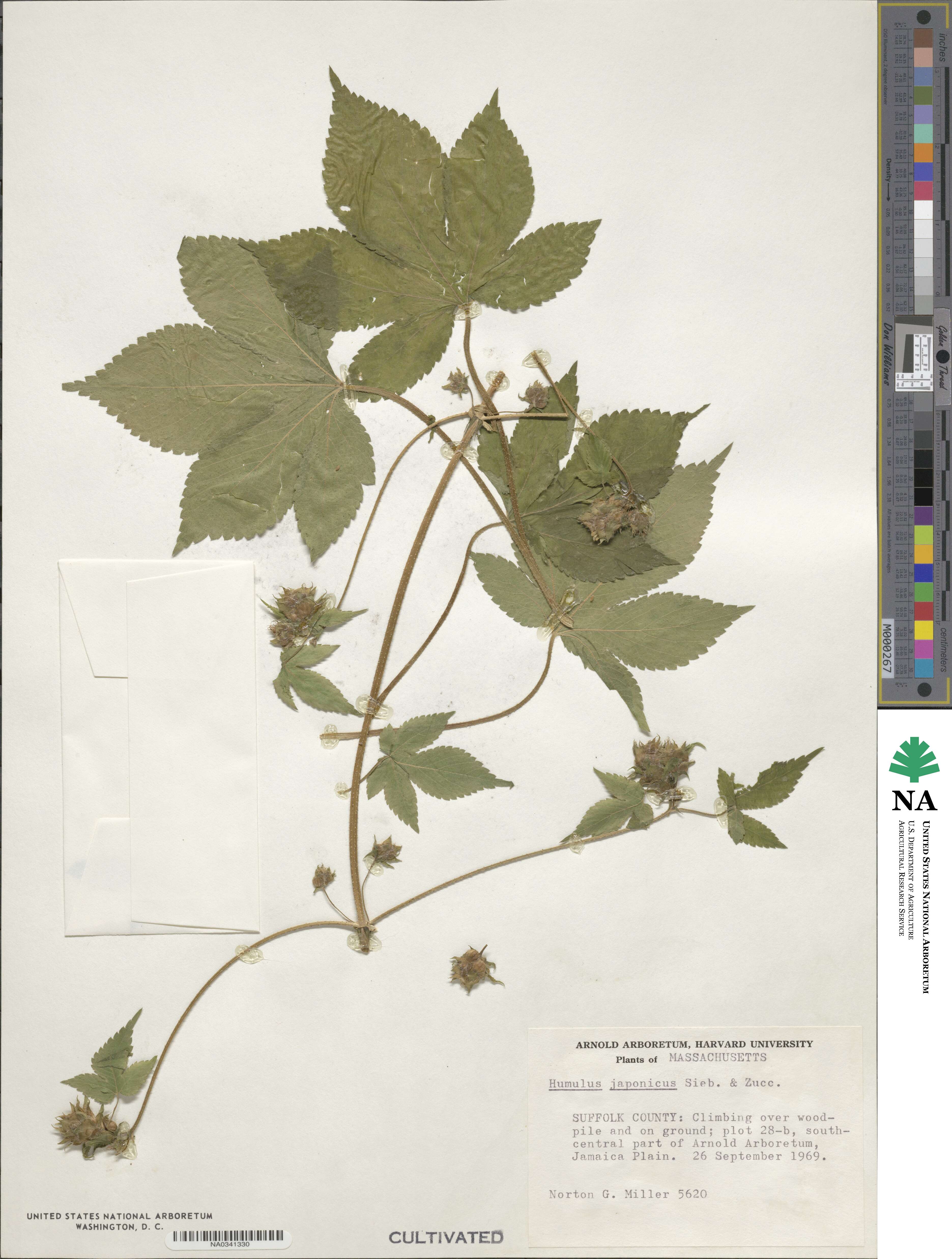 Humulus scandens image