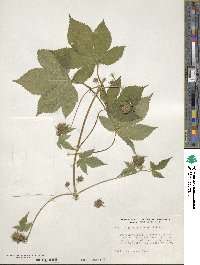 Humulus scandens image