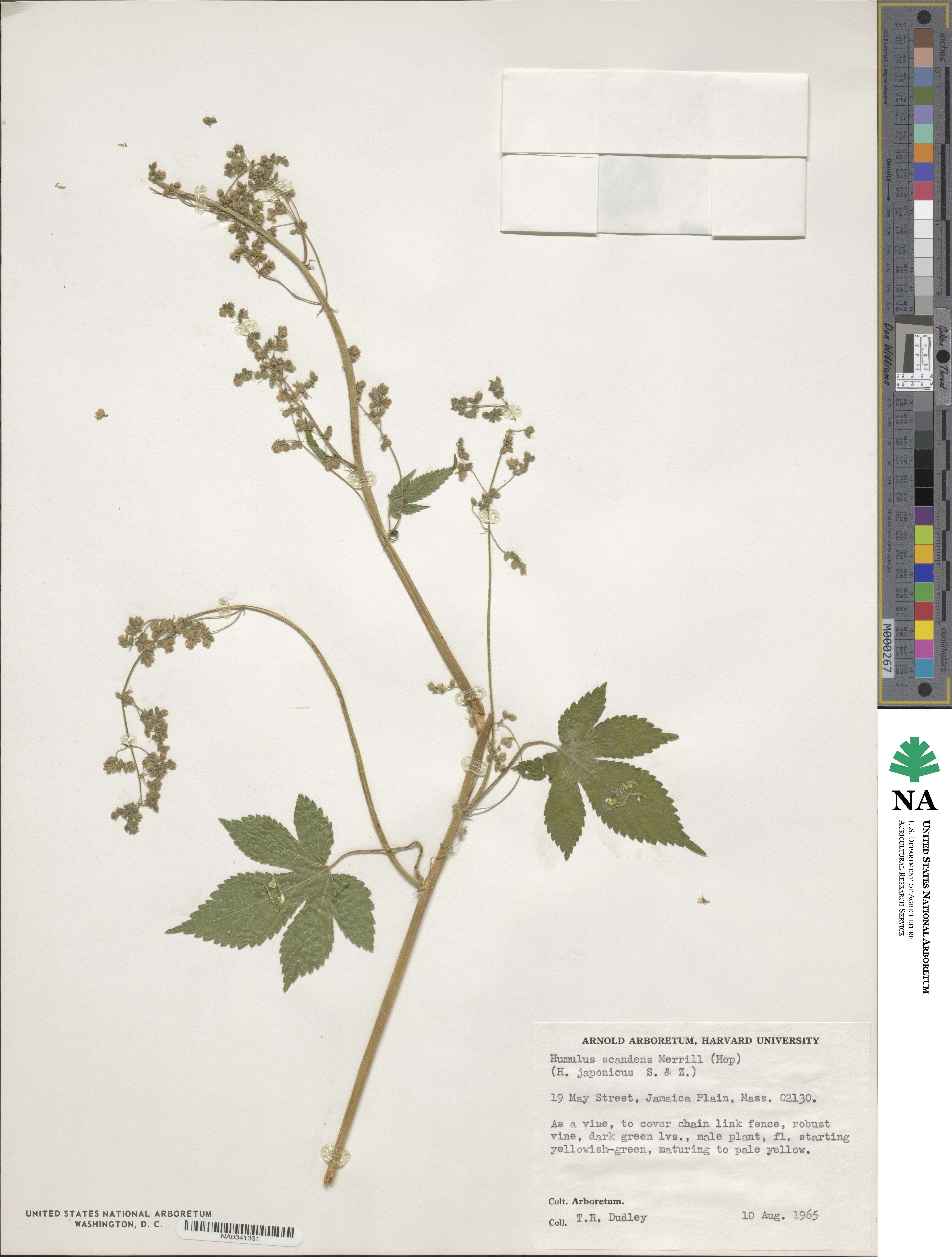 Humulus scandens image